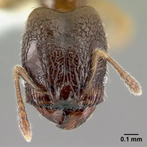 Pheidole janzeni - CASENT0608977