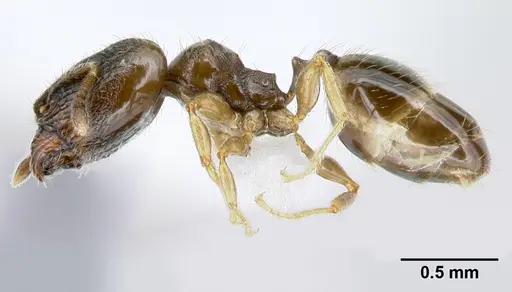 Pheidole janzeni - CASENT0608977