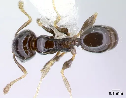 Pheidole janzeni - CASENT0608990
