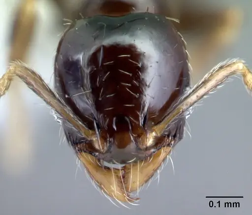 Pheidole janzeni - CASENT0608990