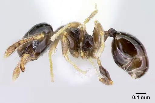 Pheidole janzeni - CASENT0608990