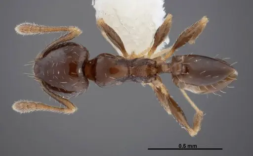 Pheidole janzeni - CASENT0608993