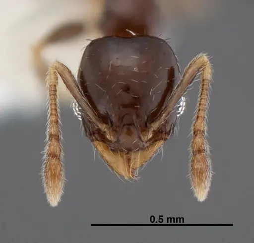 Pheidole janzeni - CASENT0608993