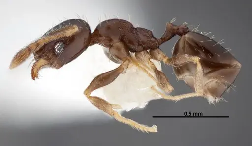 Pheidole janzeni - CASENT0608993