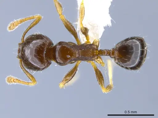 Pheidole janzeni - CASENT0612248