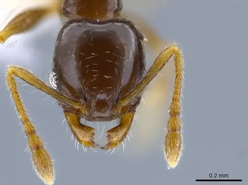 Pheidole janzeni - CASENT0612248
