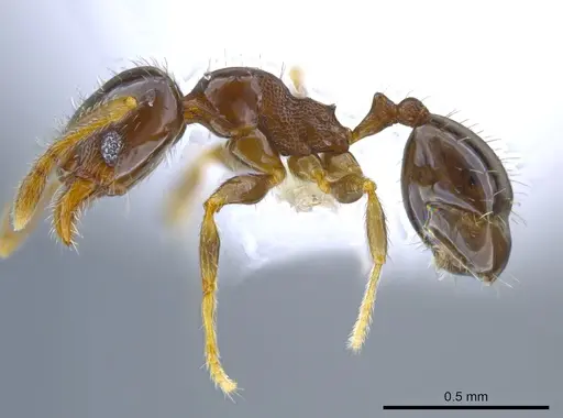 Pheidole janzeni - CASENT0612248