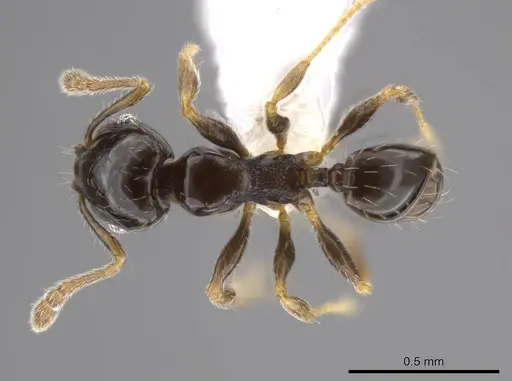 Pheidole janzeni - CASENT0618097
