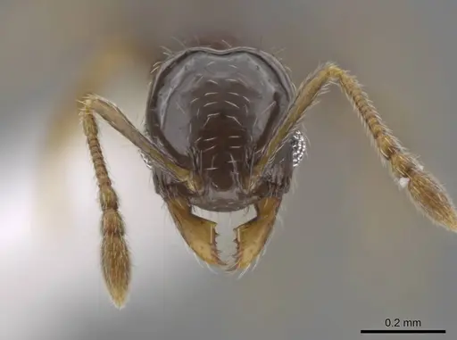 Pheidole janzeni - CASENT0618097
