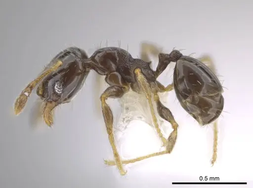 Pheidole janzeni - CASENT0618097