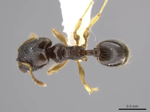 Pheidole janzeni - CASENT0618109