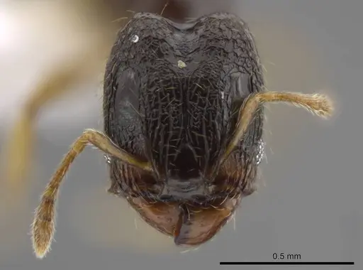 Pheidole janzeni - CASENT0618109