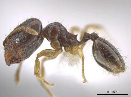 Pheidole janzeni - CASENT0618109