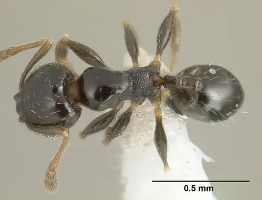 Pheidole janzeni - JTLC000007093