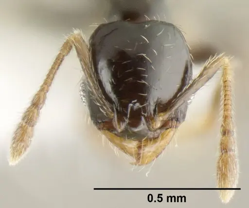Pheidole janzeni - JTLC000007093