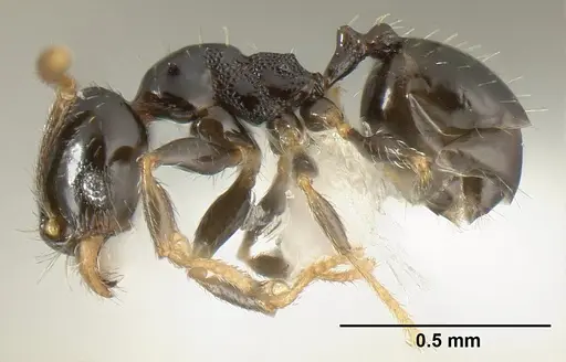 Pheidole janzeni - JTLC000007093
