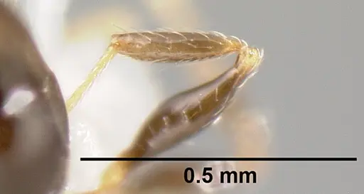 Pheidole janzeni - JTLC000007093