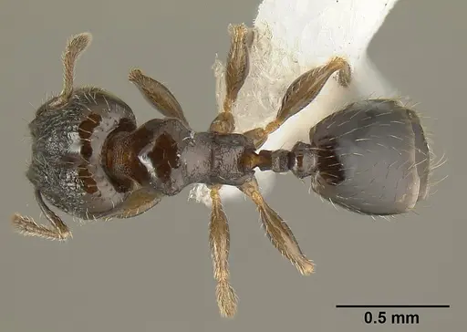 Pheidole janzeni - JTLC000007094