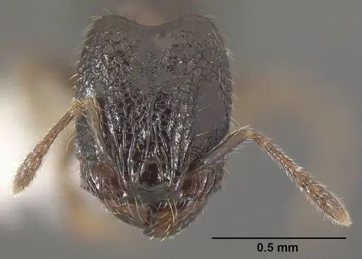 Pheidole janzeni - JTLC000007094