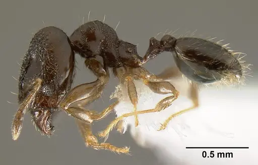 Pheidole janzeni - JTLC000007094