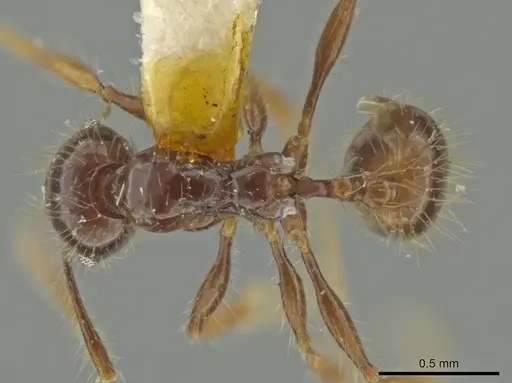 Pheidole jeannei specimen