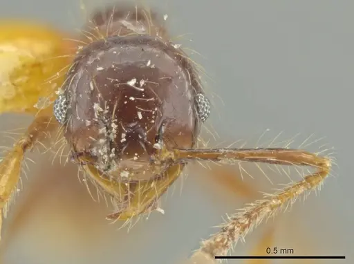 Pheidole jeannei specimen