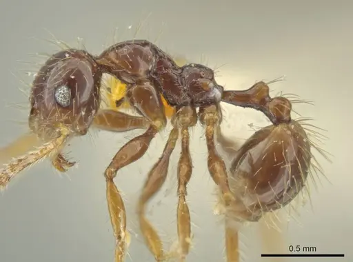 Pheidole jeannei specimen