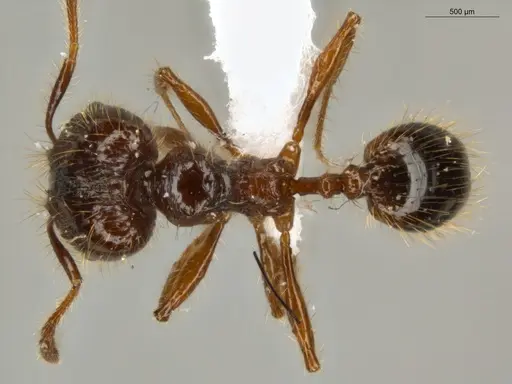 Pheidole jeannei - ECOFOG-IT14-0100-25-S