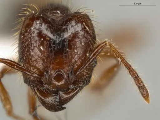Pheidole jeannei - ECOFOG-IT14-0100-25-S