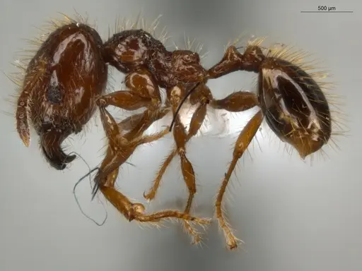 Pheidole jeannei - ECOFOG-IT14-0100-25-S