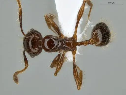 Pheidole jeannei - ECOFOG-IT14-0100-25