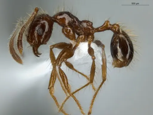 Pheidole jeannei - ECOFOG-IT14-0100-25