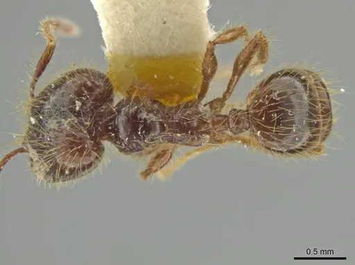 Pheidole jeannei - JTLC000016417