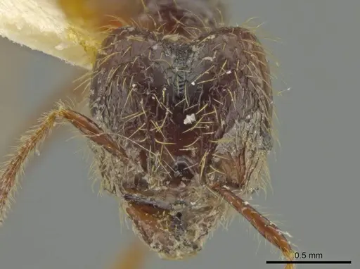 Pheidole jeannei - JTLC000016417