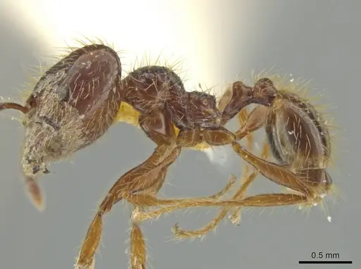 Pheidole jeannei - JTLC000016417