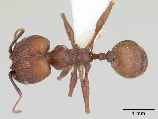 Pheidole jelskii specimen