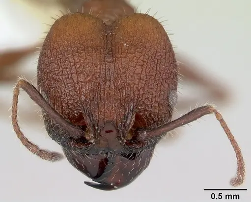 Pheidole jelskii specimen