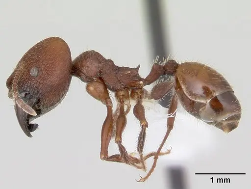 Pheidole jelskii specimen
