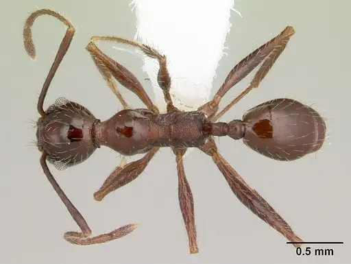 Pheidole jelskii - CASENT0178032
