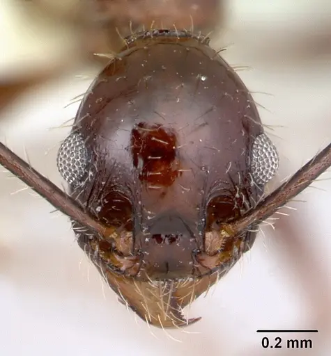 Pheidole jelskii - CASENT0178032