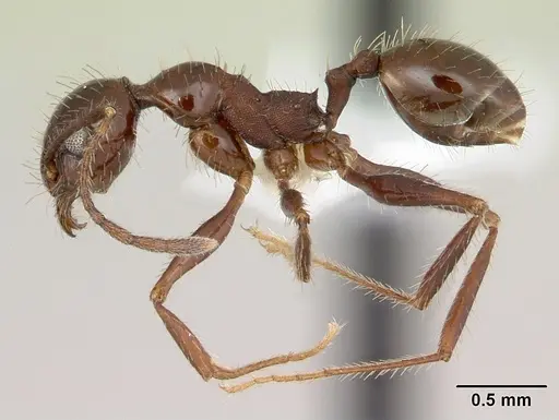 Pheidole jelskii - CASENT0178032