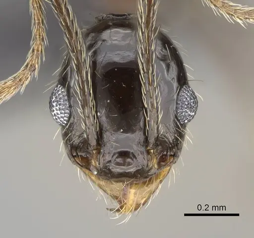 Pheidole jelskii - CASENT0318506