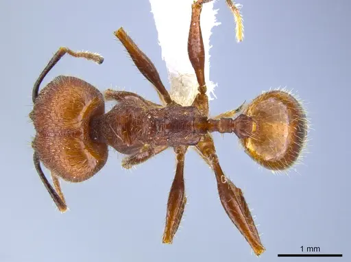 Pheidole jelskii - CASENT0650624