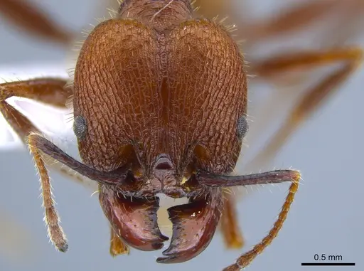 Pheidole jelskii - CASENT0650624
