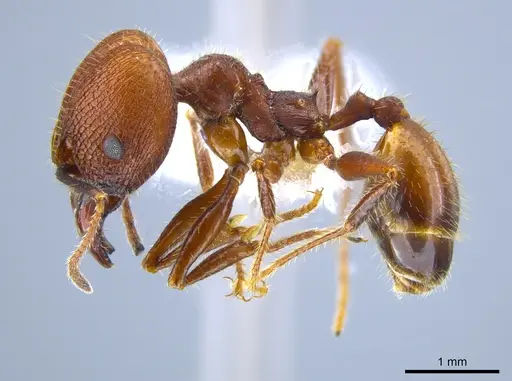Pheidole jelskii - CASENT0650624