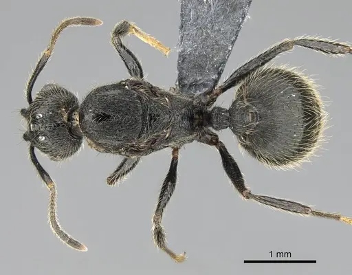 Pheidole jelskii - CASENT0729759