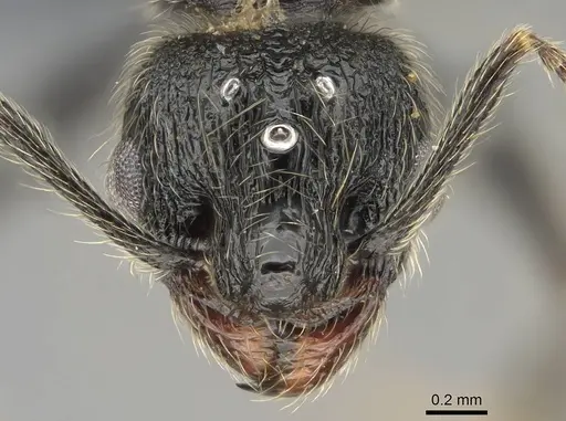 Pheidole jelskii - CASENT0729759