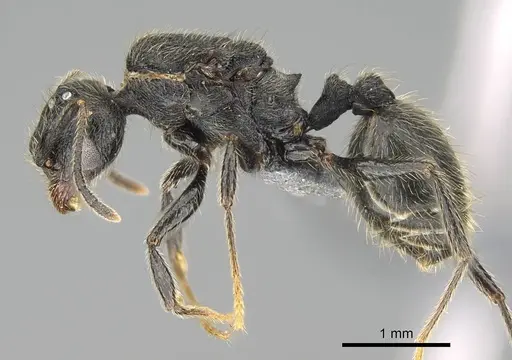 Pheidole jelskii - CASENT0729759