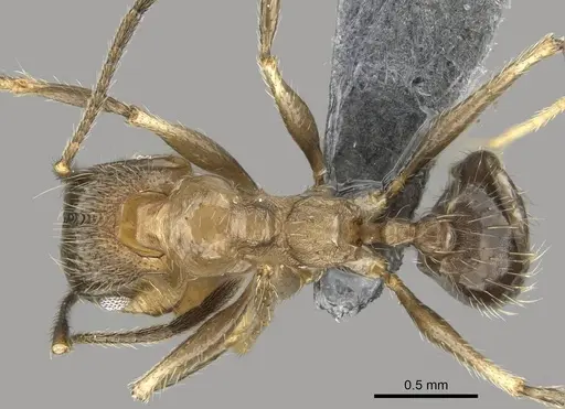 Pheidole jelskii - CASENT0729760