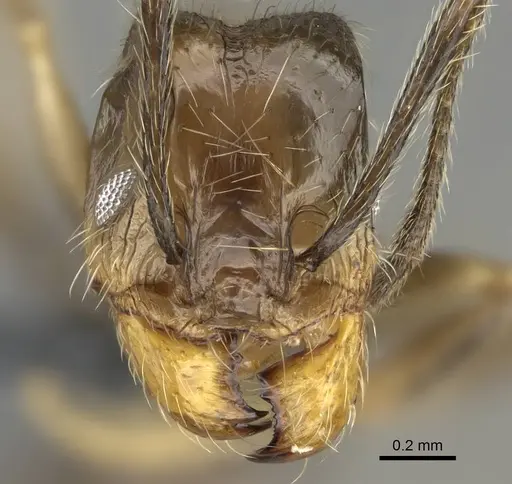 Pheidole jelskii - CASENT0729760